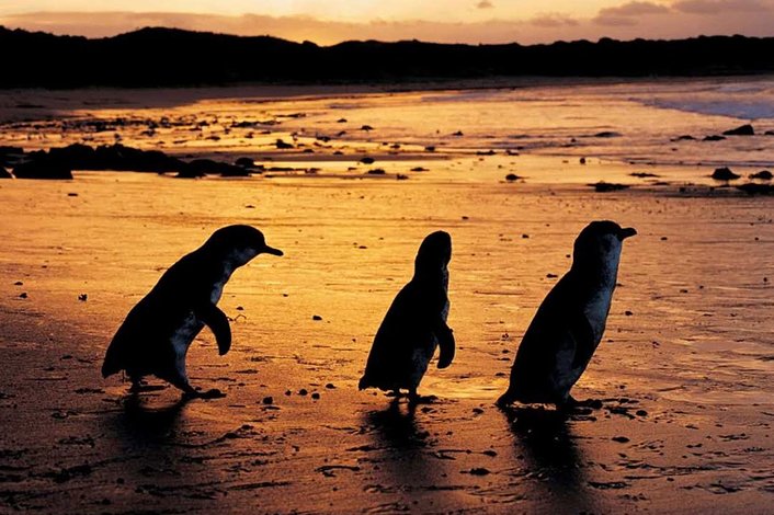 Penguin Parade