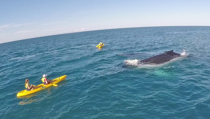 Curious Humpback Whale passes by on migration