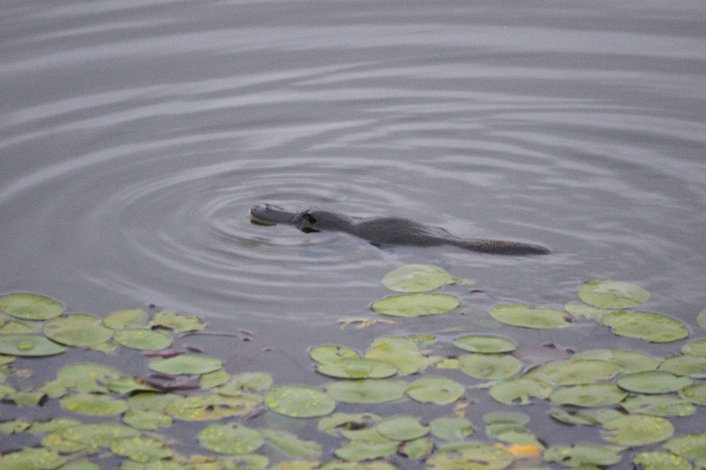 Private platypus viewing