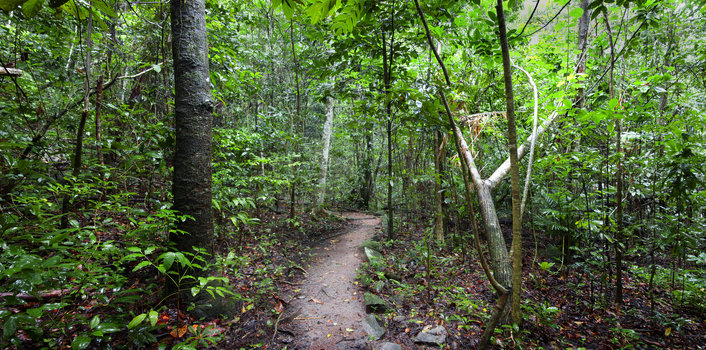 Island Rainforest walks