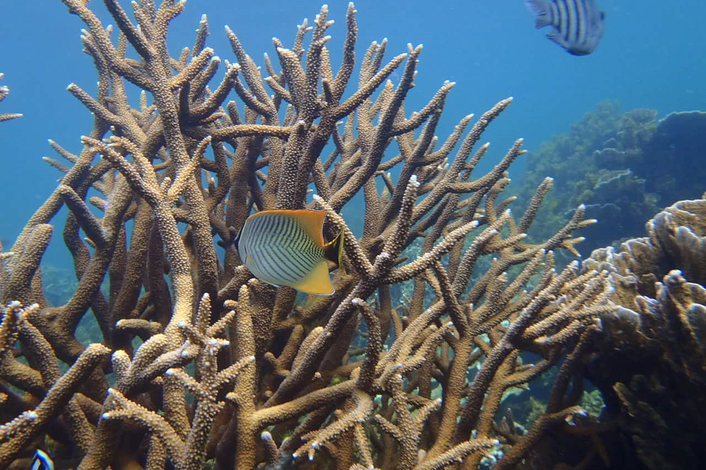 Ningaloo Reef