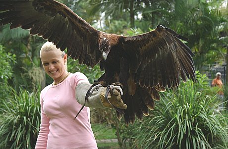 See powerful Birds of Prey 