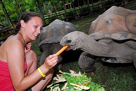 Meet an ancient tortoise ot two!