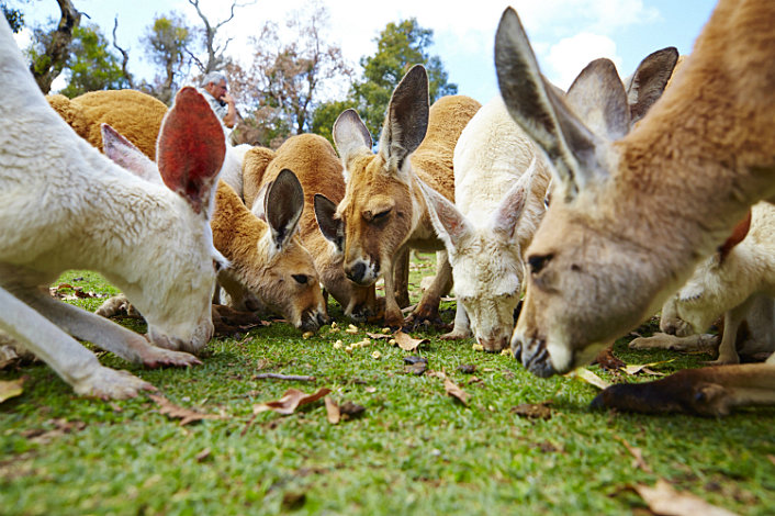 Feed the Kangaroons at Caversham