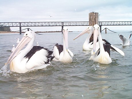 Our friendly Pelicans