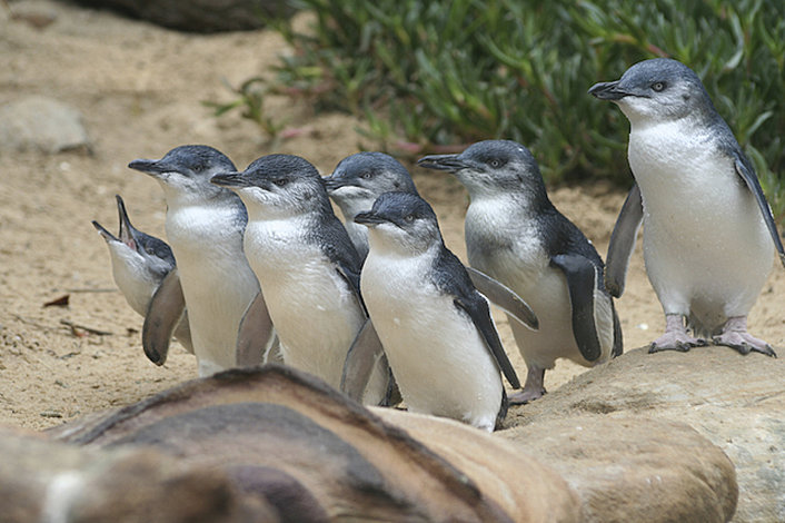 Penguin Parade