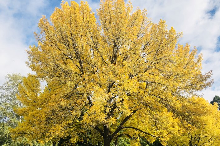 Autumnal Foliage in Mt Field Natioanl PArl