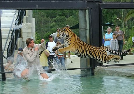 The Tiger Temple is a fantastic enclosure