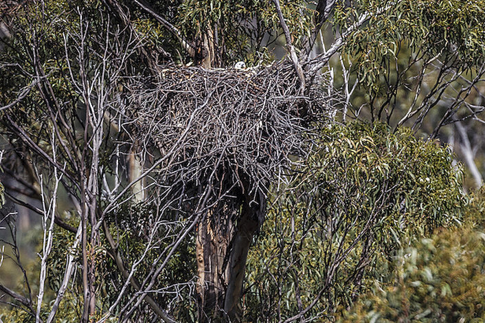 Eagle's nest