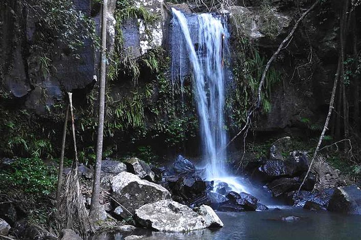 Curtis Falls at Mt Tamborine