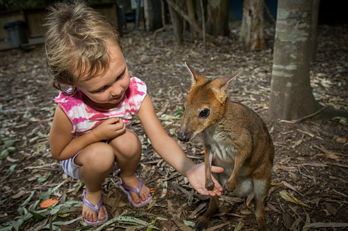 Wallaby