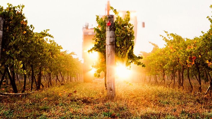 Stroll through vineyards