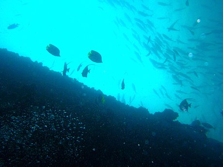 SCUBA Dive with Adventure Moreton Island