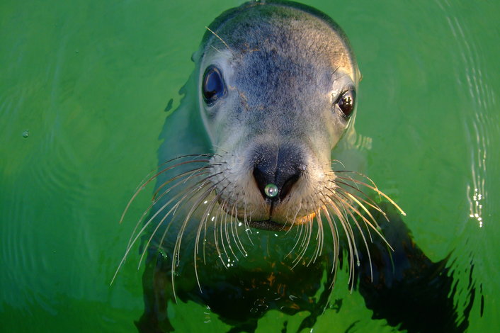 See Rottnest's extensive marine life