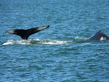 Humpback Whales