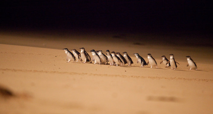 Little Blue Penguins waddling ashore