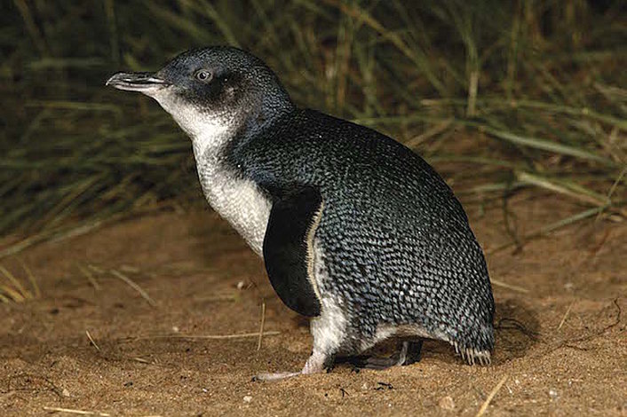 Penguin