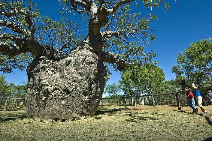 Boab Prison Tree