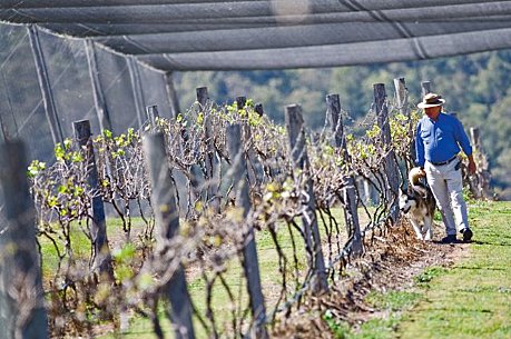 Walk amongst the vineyard at Bunjurgen