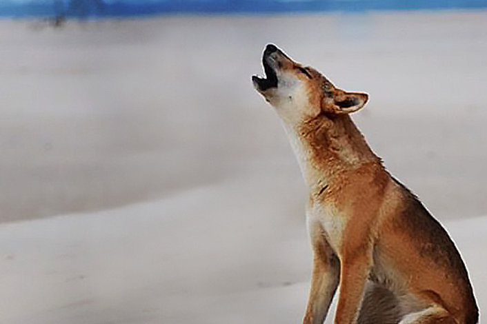 Dingo howling