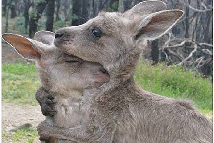 Kangaroos blue mountains