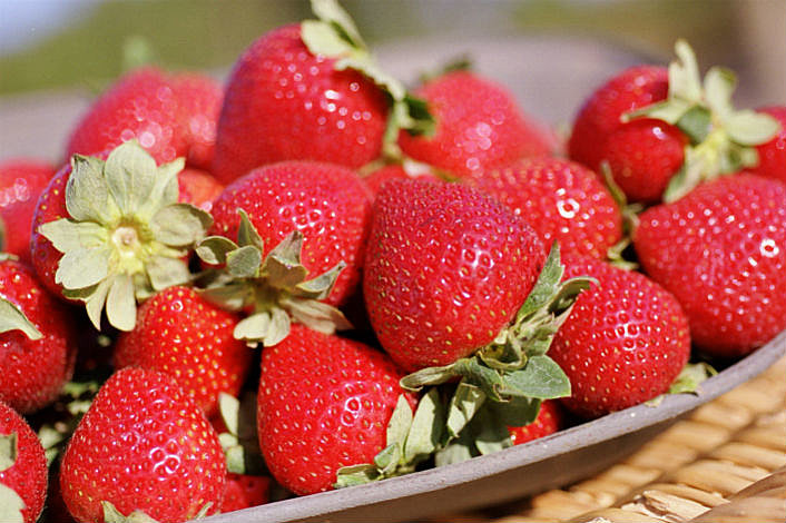 Freshly picked Sunny Ridge Strawberrys