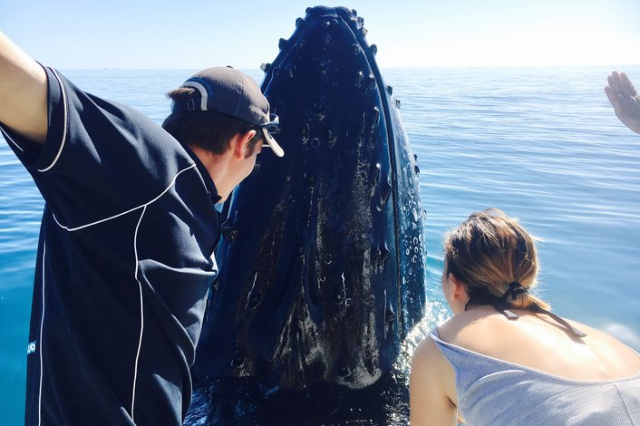 Up close with Humpback Whales