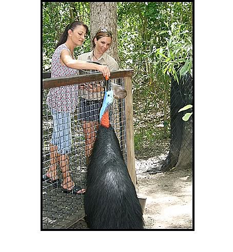 Get close to a cassowary