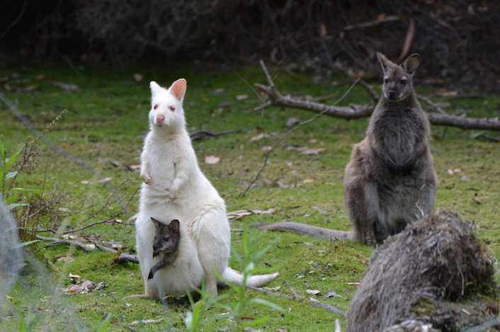 Albino wallaby on Bruny Island