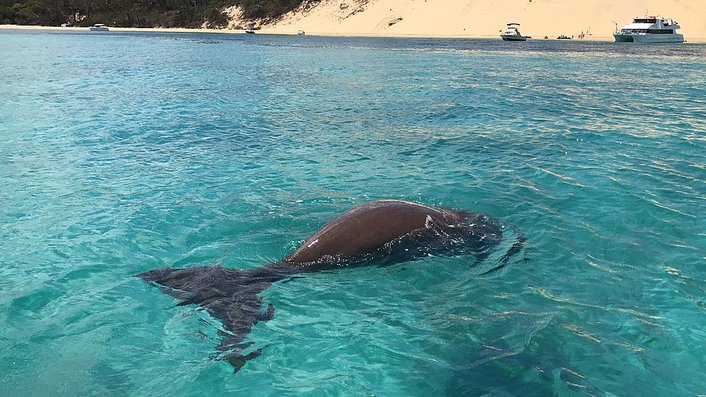 Resident Dugong