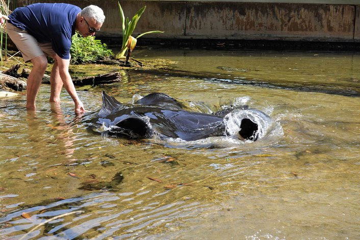 Massive freshwater whip rays - endemic and elusive