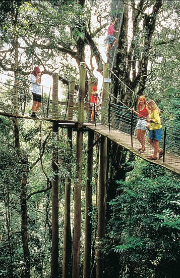 Tree top Walk amidst the rainforest canopy