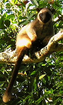 Lumholtz Tree kangaroo