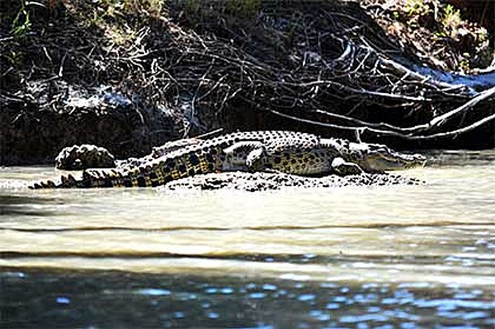 Saltwater crocodile