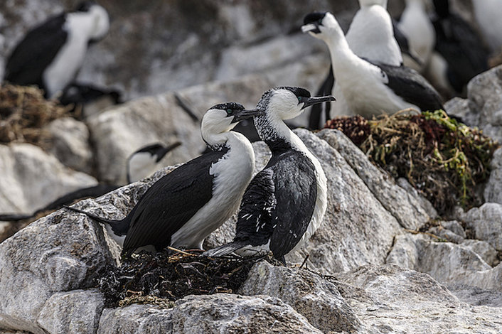 Black faced Cormorants