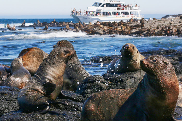 Seal Watching Phillip Island