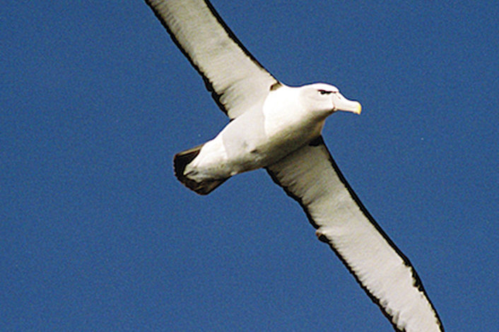 Albatross