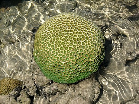 Cobourg coral at lowtide