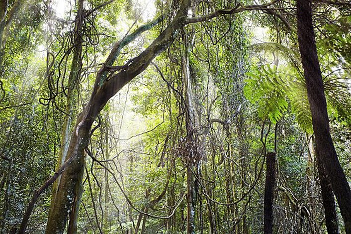 Stunning Blue Mountains Rainforest