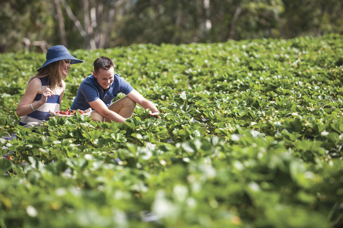 Pick your own strawberries at Beerenberg