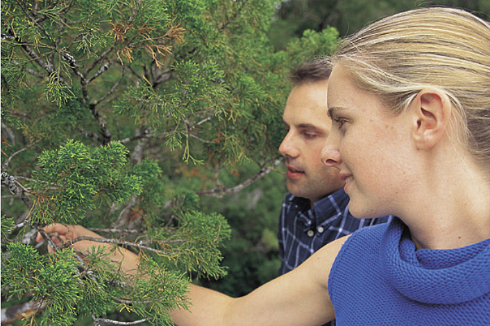 Huon Pine