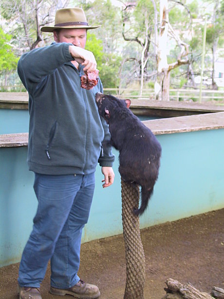 Tasmanian Devil Feeding