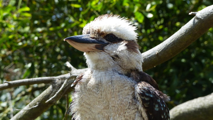 Kookaburra