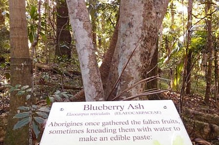 Foote Sanctuary tree description