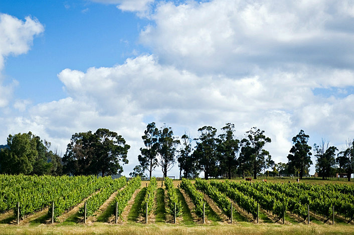 Vineyards at Dominique Portet