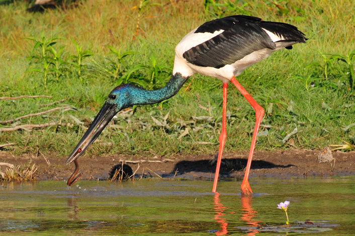 Male Jabiru