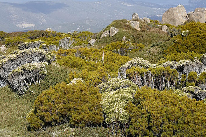 Mt Wellington