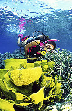 Diving with Coral (optional)
