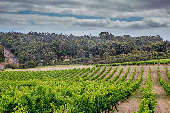 Vineyard at Redgate Winery