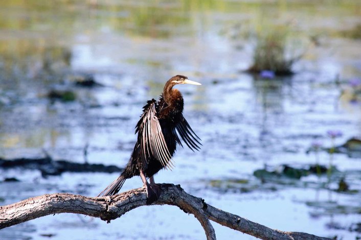 Abundance of birdlife